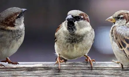 Blended leren sterker door werken in groepen