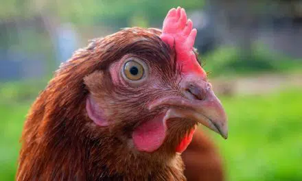 Kip of ei – over tool en didactiek