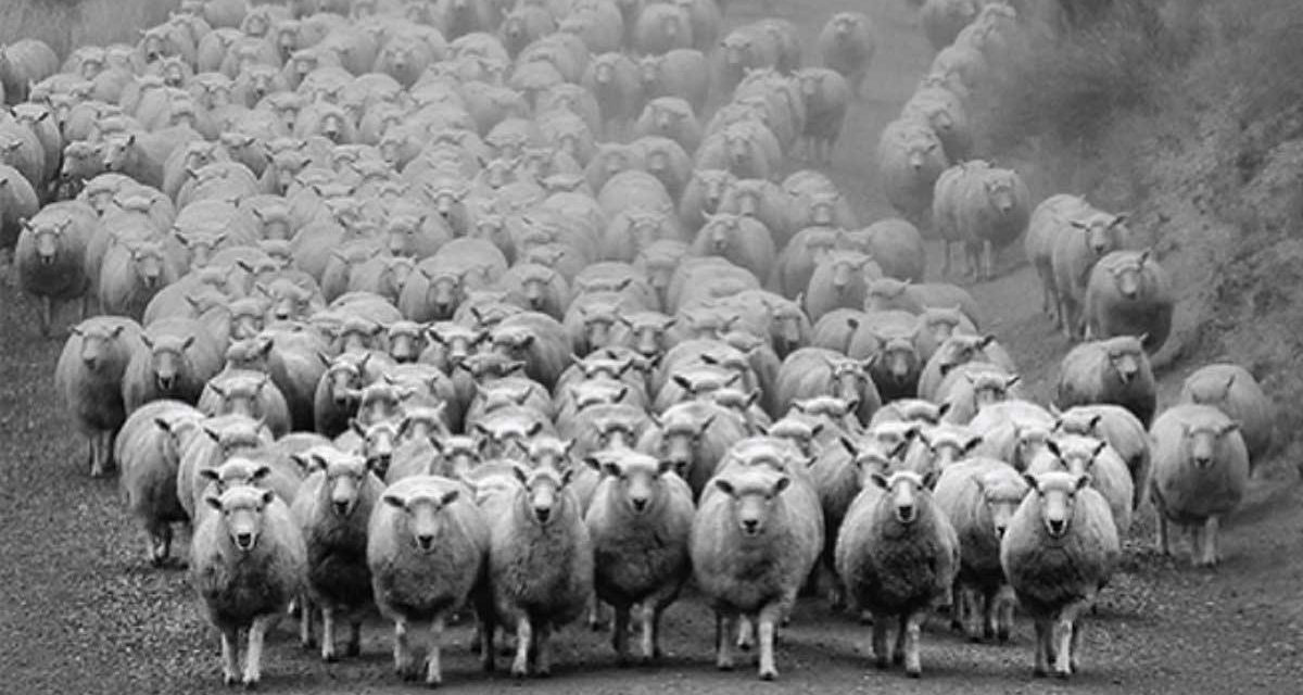 Social proof as a guide to practice