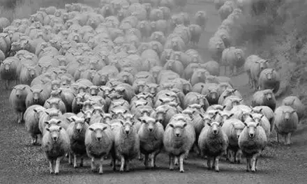 Social proof as a guide to practice