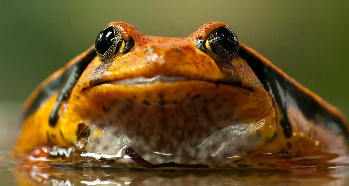 De amfibie trainer of facilitator