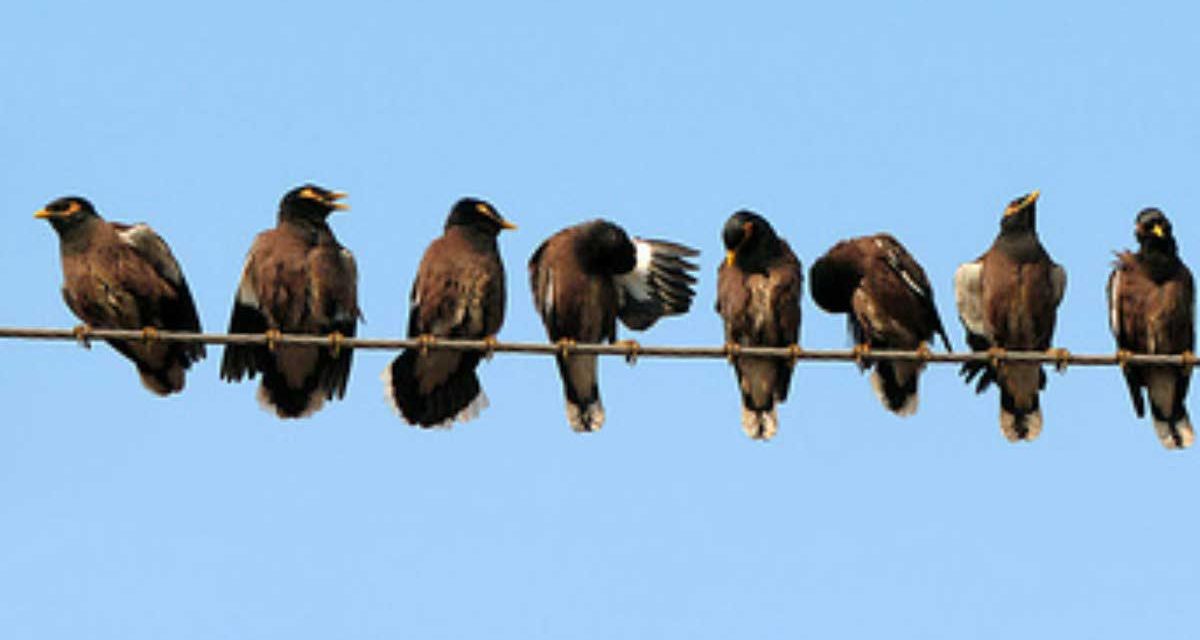 De online versus face-to-face facilitator