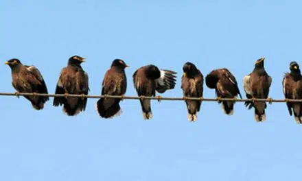 De online versus face-to-face facilitator