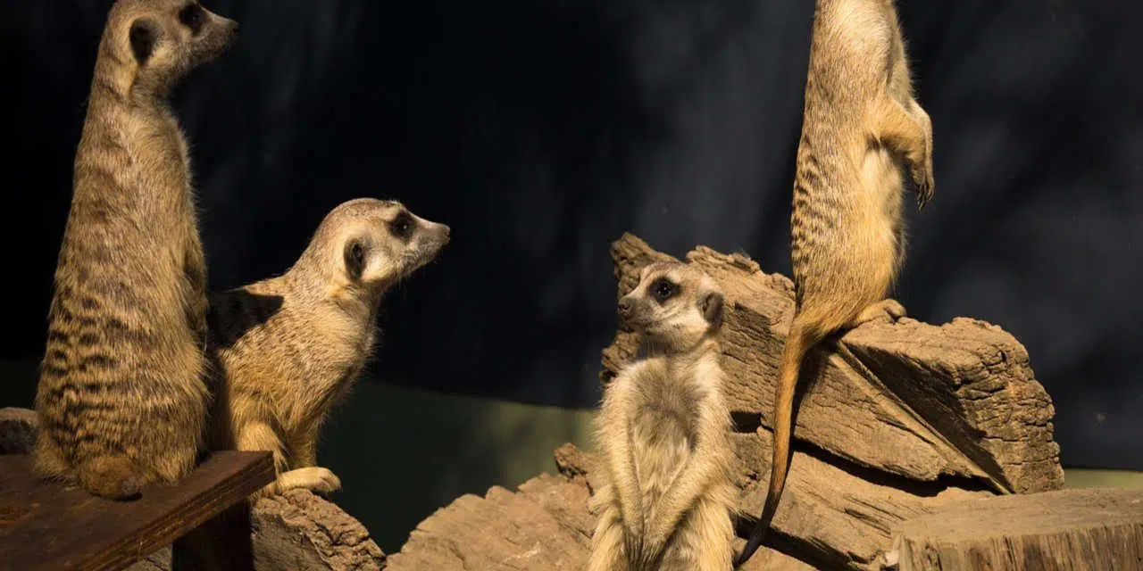Hoe krijg je deelnemers ook bij online leren rechtop in hun stoel?